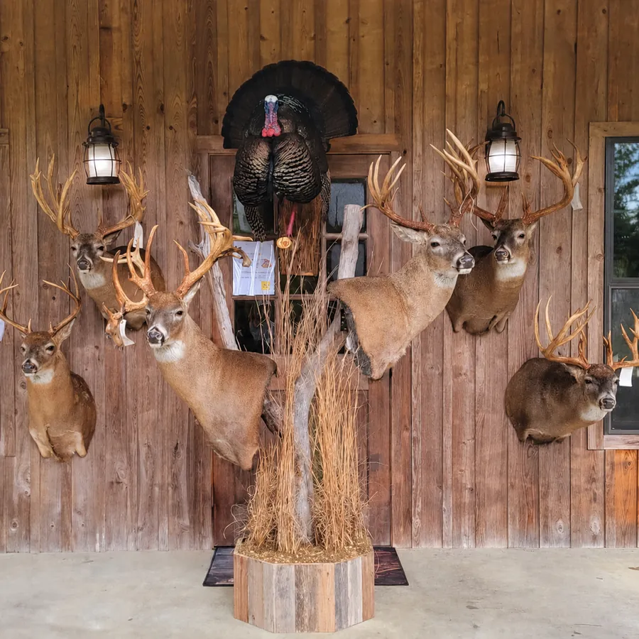 Mears whitetail forms wall display